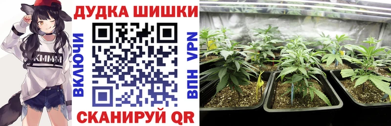 где найти   Ладушкин  Канабис сатива 